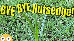[How to KILL NUTSEDGE] in Bermuda Grass Lawn
