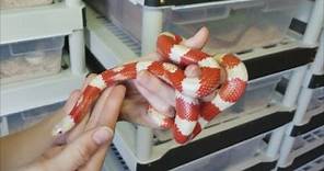 How to Care for Kingsnakes/Milksnakes (plus fun facts!)