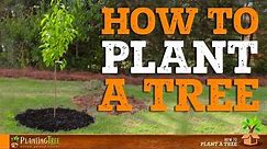 How To Plant A Tree | PlantingTree™