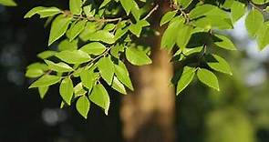 Ulmus parvifolia - Chinese Elm, Lacebark Elm