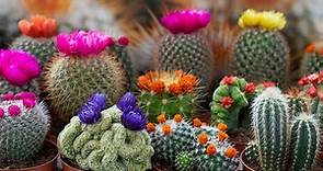 100 imágenes de diferentes tipos de cactus con sus Nombres !