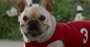 10 Funny Dog Commercials