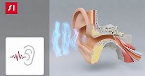 Come funziona l'udito | Signia Apparecchi acustici