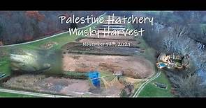 Palestine WV Hatchery Musky Harvest: 11/17/2021