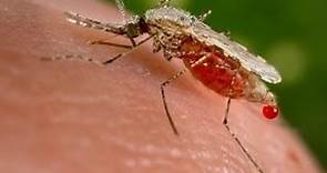 The spread of mosquito-borne diseases
