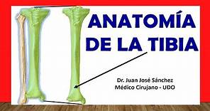 🥇 Anatomía de La TIBIA, Fácil, Rápida y Sencilla