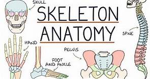 Anatomy of the Skeleton