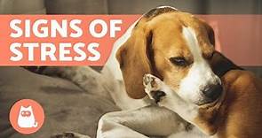 10 SIGNS of STRESS in DOGS 🐶 How to Help With Anxiety