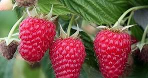 How to Grow Raspberries - Complete Growing Guide