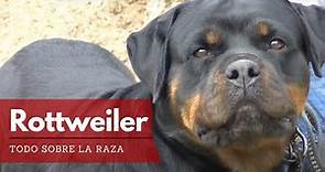 Rottweiler, Todo lo que Debes Saber sobre esta raza | Terránea