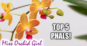 Top 5 favorite Phalaenopsis Orchids (hybrids)