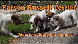 Parson Russell Terrier - Puppies playing - Welpen spielen