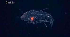 Creatures of the Deep Ocean National Geographic Documentary