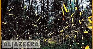 Mexico's firefly forest attracts tourists to witness a rare light show.