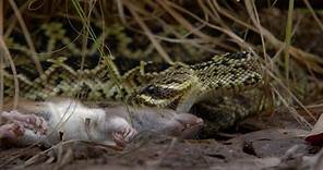 Así es el ataque mortal de la serpiente de cascabel más grande del mundo | National Geographic