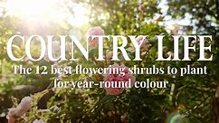12 Best Flowering Shrubs To Plant For Year-Round Colour In Your Garden I Country Life