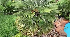 Growing Mediterranean Fan Palms in Central Texas