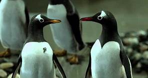 Mr Poppers Penguins - Trailer H