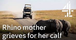 Secret Safari: Into The Wild | Rhino Mother Grieves For Her Calf