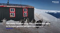 Group of women manage remote Antarctic gift shop with penguin friends