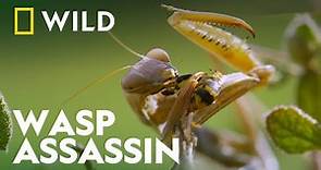 Praying Mantis Vs Wasp | Wild Europe | National Geographic Wild