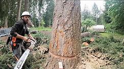 Cutting Down a Couple Fir Trees 🪓🌲