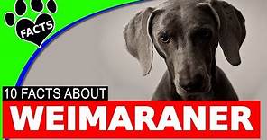 10 Fun Facts About Weimaraner Dogs You Should Know - Dogs 101