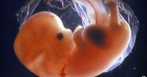 完整受精至胎儿形成过程，受孕过程，奇妙的生命形成。