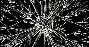 Ernst Haeckel - 3000 Radiolarian Species