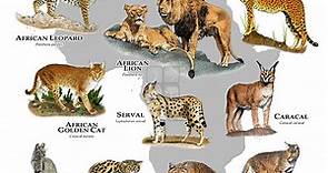 List of Ten Wild Cat Species of Africa - Cats For Africa