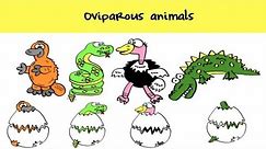 Oviparous Animals Giving Birth