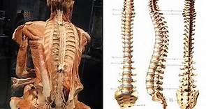 Anatomia funzionale della colonna vertebrale
