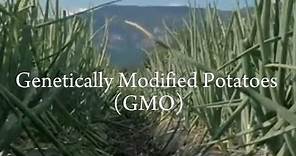 GMO (Genetically Modified Potato)