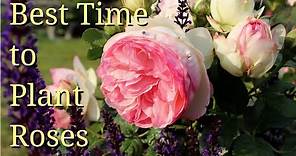 Best Time to Plant Roses