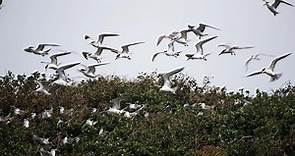 海上看馬祖！每年6~10月季節限定賞神話之鳥～來去鐵尖島看黑嘴端鳳頭燕鷗