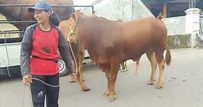 Buffalo bull Carolina pantera en la ciudad' | Toro y Vaca info farm
