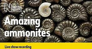 Amazing ammonites | Live talk with NHM scientist