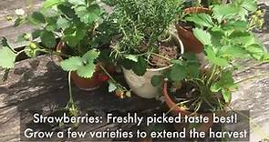 Container Vegetable Gardening for Beginners