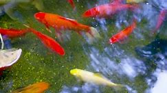 How to Waterproof a Concrete Koi Pond