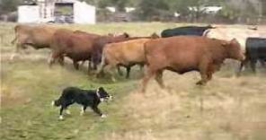 Border Collies Herding Cattle