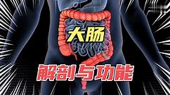 【博士】大肠的解剖和功能，肠道菌群是什么？大便是如何形成的？