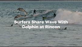 Party Wave! Surfers Share Wave With Dolphin at Rincon