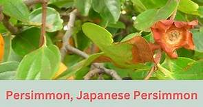 Diospyros kaki Growing Guide (Japanese Persimmon tree) by Gardener's HQ