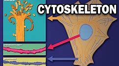 THE CYTOSKELETON - MICROTUBULES, INTERMEDIATE FILAMENTS, MICROFILAMENTS