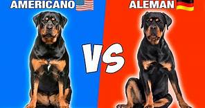 Rottweiler Americano VS Rottweiler Aleman 🇺🇲 VS 🇩🇪