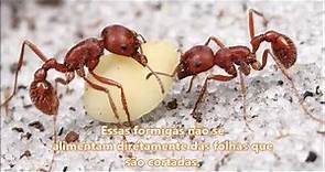 O que as formigas comem?