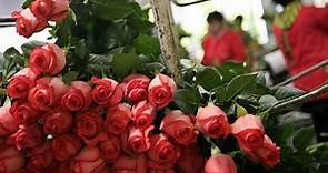 Cultivo de Rosas para Exportación - TvAgro por Juan Gonzalo Angel
