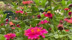 If I could only grow 3 types of blooms in my cut flower garden it would be these. 🌸Zinnias - they are super easy to grow from seed, there are lots of different varieties to choose, they are cut and come again early summer through fall. Zinnias bloom like crazy, they look incredible both in the garden and a bouquet. They are a must-have, even if you are new to the gardening scene. 🌸Snapdragons - another flower bloom that’s easy to grow from seed with lots of different really beautiful varieties