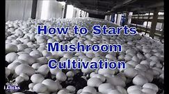 How to Starts Button Mushrooms cultivation