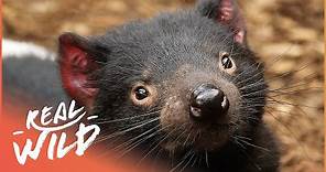 The Last Living Tasmanian Devils On Earth (HD Animal Documentary) | Real Wild